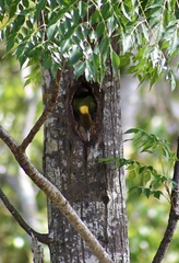 Chrysophlegma flavinucha