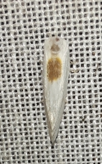 Cilix hispanica