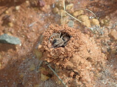 Lycosidae