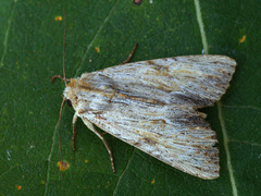 Apamea lithoxylaea
