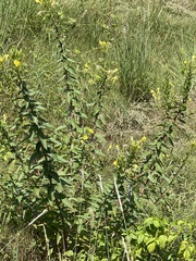 Aureolaria virginica