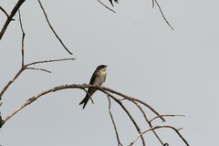 Hirundo dimidiata