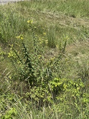 Aureolaria virginica