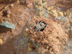 Lycosidae