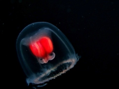 Turritopsis rubra