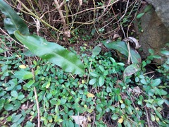 Microsorum scolopendria