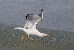 Larus fuscus barabensis