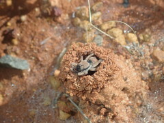 Lycosidae