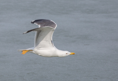 Larus fuscus barabensis