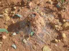 Lycosidae
