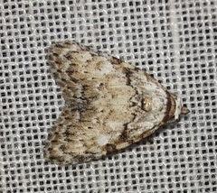 Meganola strigula