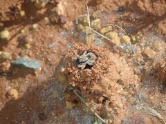 Lycosidae