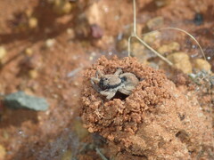 Lycosidae