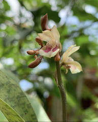 Eulophia maculata