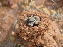Lycosidae