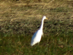 Ardea intermedia brachyrhyncha