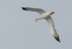 Larus fuscus barabensis