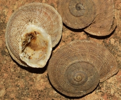 Iberus gualtieranus gualtieranus