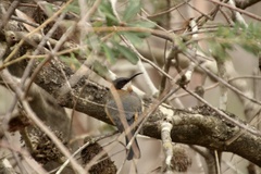 Acanthorhynchus tenuirostris