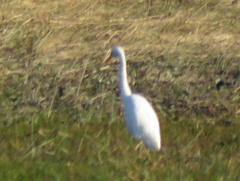 Ardea intermedia brachyrhyncha