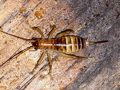 Camptonotus carolinensis