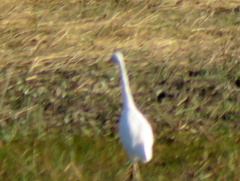 Ardea intermedia brachyrhyncha