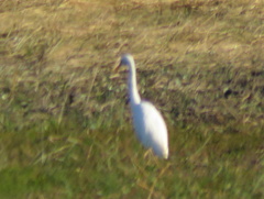 Ardea intermedia brachyrhyncha