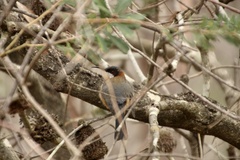 Acanthorhynchus tenuirostris