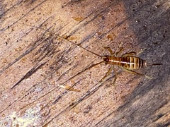 Camptonotus carolinensis