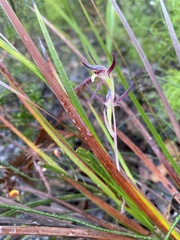 Lyperanthus suaveolens