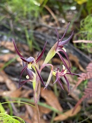 Lyperanthus suaveolens