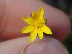 Osteospermum calendulaceum