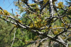 Arceuthobium oxycedri