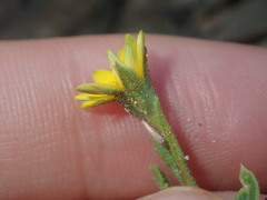 Osteospermum calendulaceum