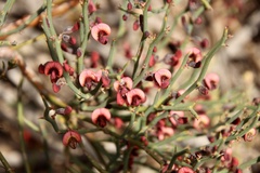 Daviesia brevifolia