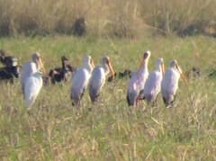 Mycteria ibis