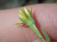 Osteospermum calendulaceum