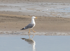 Larus fuscus barabensis