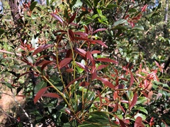 Denhamia bilocularis