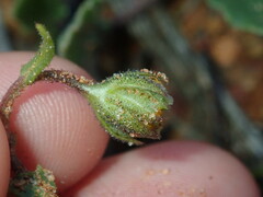Osteospermum calendulaceum