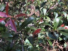 Denhamia bilocularis