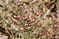 Daviesia brevifolia