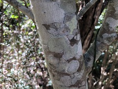 Denhamia bilocularis