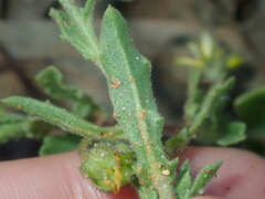 Osteospermum calendulaceum
