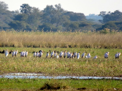 Mycteria ibis