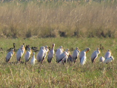 Mycteria ibis