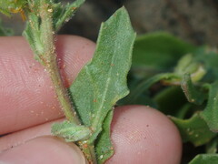 Osteospermum calendulaceum