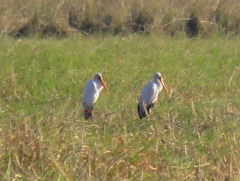 Mycteria ibis
