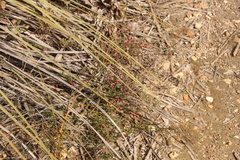 Daviesia brevifolia
