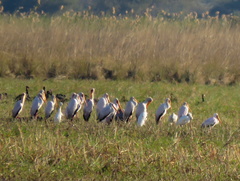 Mycteria ibis